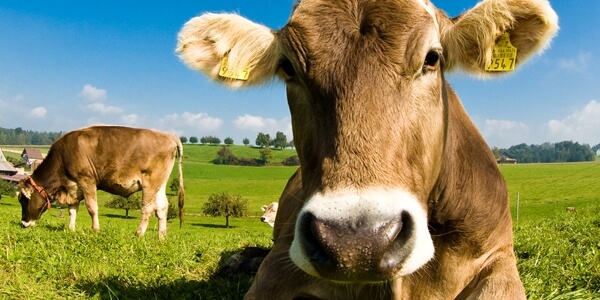 EatingAnimals-1